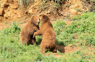 two male brown bears fighting each other on the grass