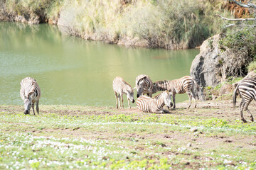 african zebras walking peacefully next to a river (Equus zebra)