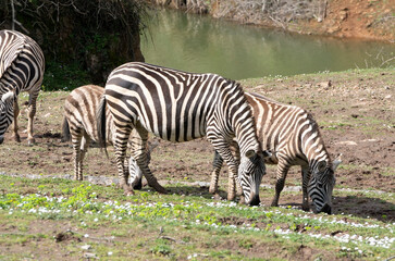 Fototapeta na wymiar african zebras walking peacefully next to a river (Equus zebra)