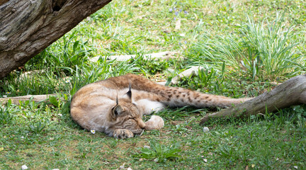 boreal lynx sleeping on the grass