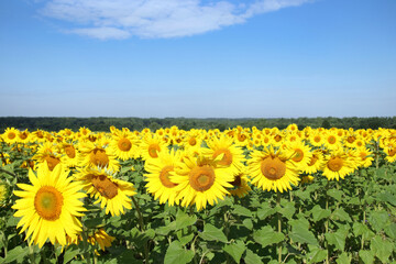 Fototapeta premium Yellow Sunflower close up. Yellow-blue colors. The colors of Ukraine. Clear blue sky. Sunflowers blooming on clear sky background. Agricultural field with sunflowers for background. Sunflower blooming