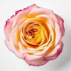 Obraz na płótnie Canvas Single Rose Flower in Close-up: A Top View on White Background, Generative AI