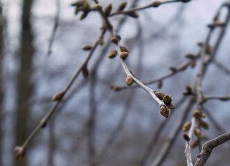 Buds on a tree at the spring time. life begins