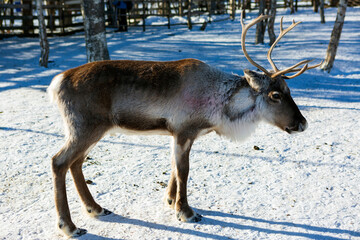 The Sami village of Jukkasjarvi in Kiruna, reindeer free in the snow in Swedish Lapland