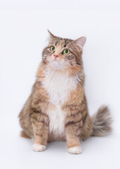 White background studio shot of feline. Studio shot of domestic Cat. Close-up portrait of Kitten on white. Indoor cat on light  background. Fluffy Kitten with whiskers on white backdrop. Pet. 