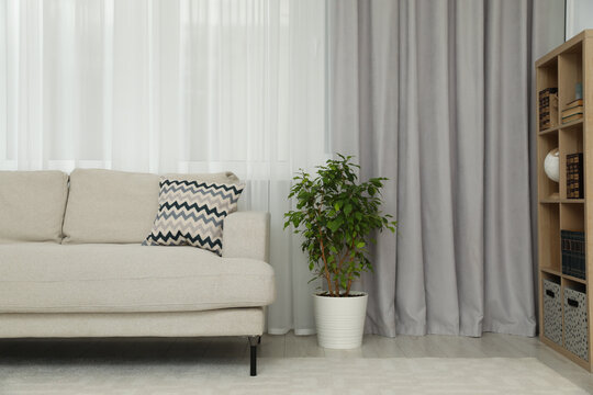 Living room with light gray window curtain, sofa and potted plant © New Africa