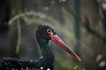 Portrait of a black stork in nature, wild bird