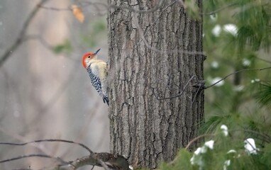 Red-bellied Woodpecker