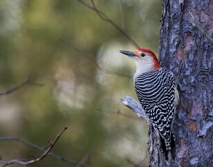 Red-bellied Woodpecker