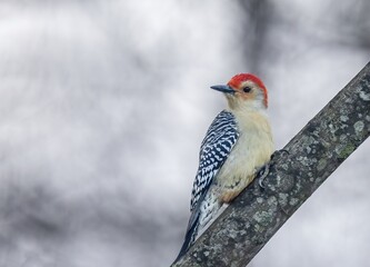 Red-bellied Woodpecker