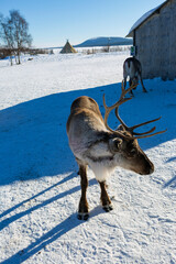 The Sami village of Jukkasjarvi in Kiruna, reindeer free in the snow in Swedish Lapland © Claudio Quacquarelli