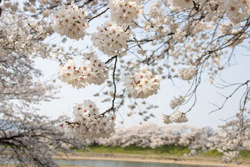 満開の大河原の一目千本桜　