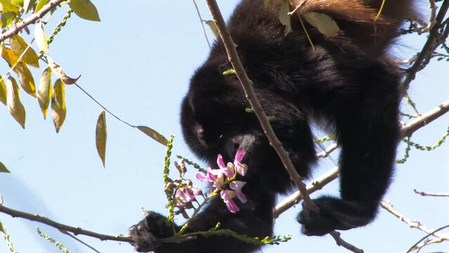 Mantled Howler Monkey, saraguato o mono aullador Alouatta palliata adult male feeds on Cocoite Gliricidia sepium flowers and looks at the camera. San Andr&eacute;s, Veracruz, M&eacute;xico.
