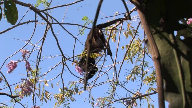 Mantled Howler Monkey, Saraguato, mono aullador, Alouatta palliata adult male feeds hanging on flowers of Gliricidia sepium cocoite. San Andr&eacute;s Tuxtla, Veracruz, Mexico.