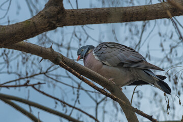 Gray pigeon dove on a tree branch, low angle view