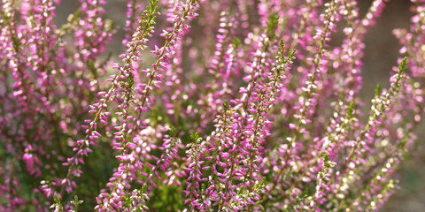 Purple pink and white blooming Common heather in spring. Heath. Moor. Close up flowering Calluna Vulgaris ling or simply heather.  Selective focus of the purple flowers on the field. Floral background