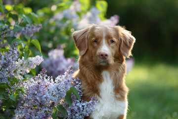 Beautiful dog Nova Scotia Retriever in lilac flowers