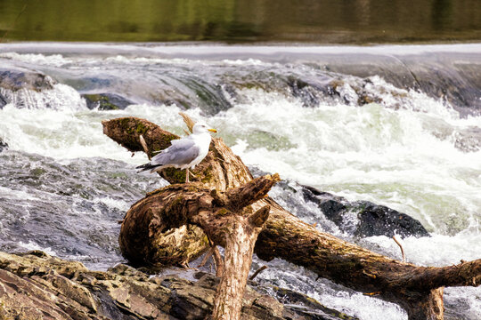 M&ouml;we auf Ansitz am Siegfall bei Schladern