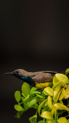 Bird (Olive-backed sunbird, Yellow-bellied sunbird) male yellow color perched on a tree in a nature...
