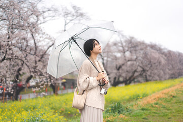 Young adult japanese woman and umbrella on rainy day with spring sakura cherry blossom