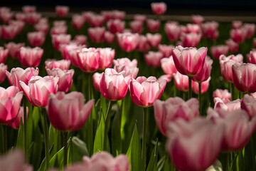 Fototapeta premium field of pink tulips