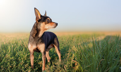 Dog Prague Ratter(Prazsky krysarik) on the green grass on a sunny summer day.