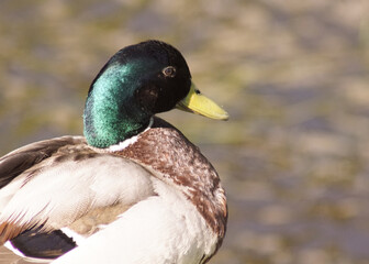 duck