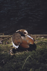 Beautiful Duck resting