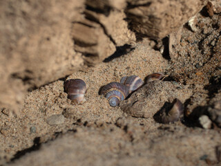 Seashells in the sand on the beach