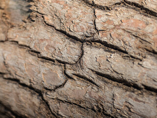 Textured background of cracked tree bark with different shapes