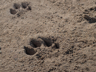 dog's footprints on the sand
