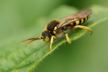 Closeup on a male Lathbury's cuckoo Nomad bee, Nomada lathburiana sitting on a green leaf