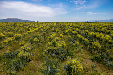 Fototapeta na wymiar Natural broccoli grown in İzmir - Torbalı plain , Mature broccoli bloomed in yellow in the open air .