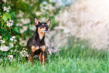  Dog Prague Ratter(Prazsky krysarik) on the green grass