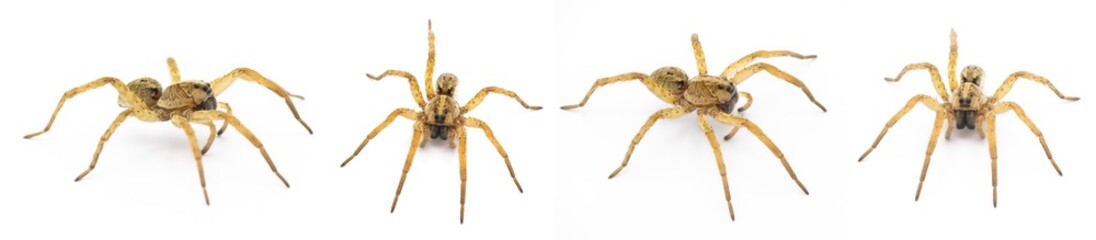 Tigrosa annexa is a species of wolf spider in the family Lycosidae. It is found in the United States. Four similar views isolated on white background