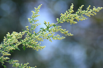 Annual sagebrush (Artemisia annua) grows in nature - obrazy, fototapety, plakaty