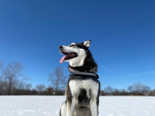 Naklejka premium husky mix dog taking a break on a snowy Spring day