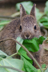 うさぎとおしょくじ