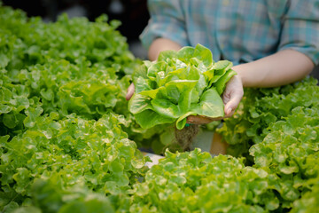 woman in the hydroponic vegetable farm grows wholesale hydroponic vegetables in restaurants and supermarkets, organic vegetables. new generations growing vegetables in hydroponics concept