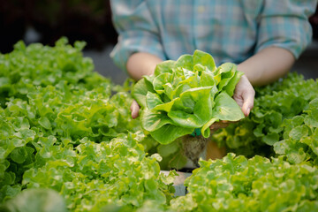 woman in the hydroponic vegetable farm grows wholesale hydroponic vegetables in restaurants and supermarkets, organic vegetables. new generations growing vegetables in hydroponics concept