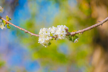 Close-up of white cherry flowers. The fruit tree blossoms in spring. Gentle background on the theme of warm weather.