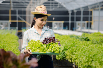 Naklejka na ściany i meble Woman picking hydroponics vegetables in the farm, grows wholesale hydroponic vegetables in restaurants and supermarkets, organic vegetables. new generations growing vegetables in hydroponics concept