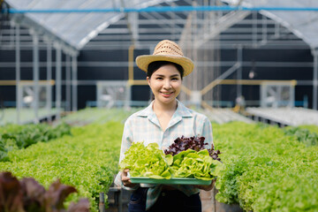 Woman picking hydroponics vegetables in the farm, grows wholesale hydroponic vegetables in restaurants and supermarkets, organic vegetables. new generations growing vegetables in hydroponics concept