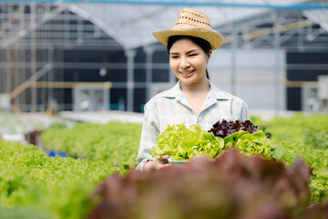 Woman picking hydroponics vegetables in the farm, grows wholesale hydroponic vegetables in restaurants and supermarkets, organic vegetables. new generations growing vegetables in hydroponics concept