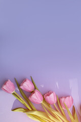 Gently pink tulips on the violet background. Spring background with a bouquet of flowers with copy space. Flat lay