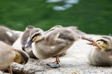 カモのファミリー