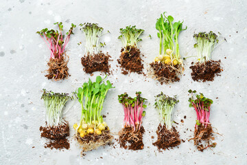 Collage of different microgreens. microgreen dill sprouts, radishes, mustard, mustard in the range....
