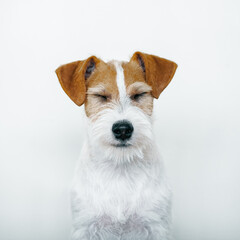 Jack Russel Terrier portrait