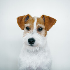 Jack Russel Terrier portrait