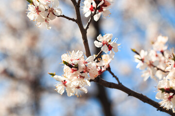 Blossom tree over nature background. spring flowers. spring background. Blurred concept. Natural background. Apricot flowers